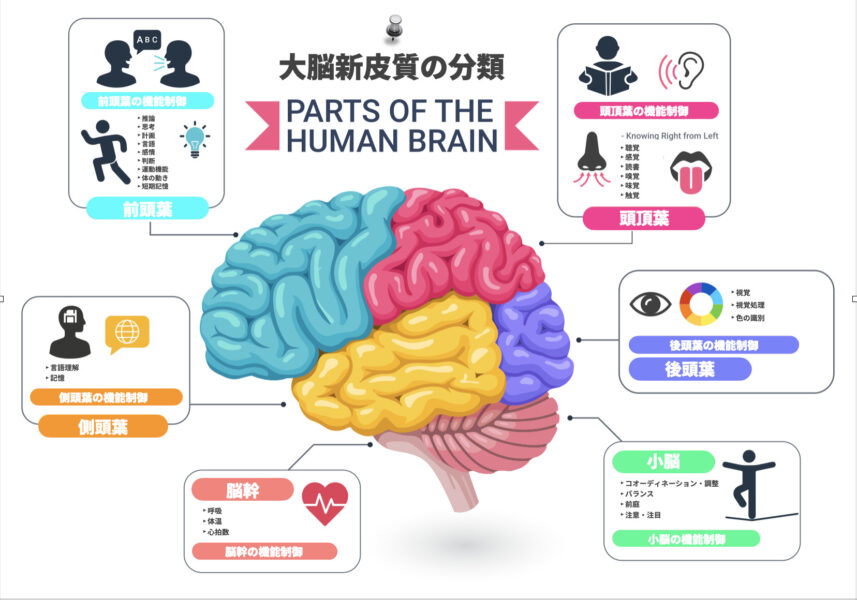 運動は前頭前野の活性化において非常に有効です。